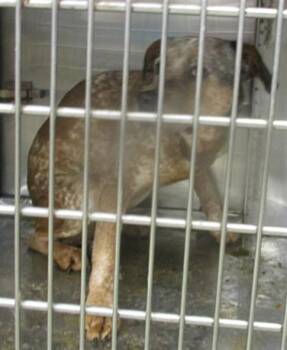 Staffordshire Bull Terrier Dogs Available for Adoption in Oklahoma City, Oklahoma - DOLCE | PetCurious