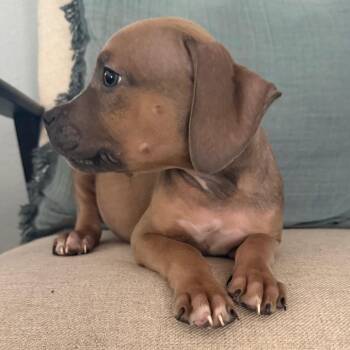 Judy Jetson -  Pit Bull Terrier and Mixed Breed Dog for Adoption in Las Vegas, Nevada - Judy Jetson | PetCurious