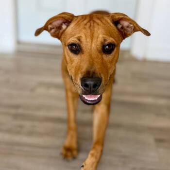 Windy -  Black Mouth Cur and Mixed Breed Dog for Adoption in Green Bay, Wisconsin - Windy | PetCurious