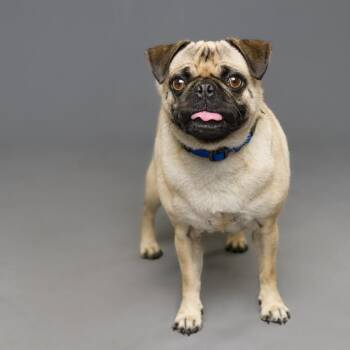 Pug Dogs Available for Adoption - Yuki | PetCurious