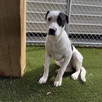 Lily Rose -  Mixed Breed Dog for Adoption in Alabaster, Alabama - Lily Rose | PetCurious