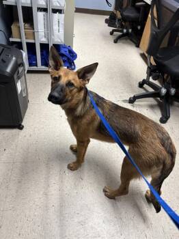 KAKAROT -  German Shepherd Dog Dog for Adoption in Killeen, Texas - KAKAROT | PetCurious