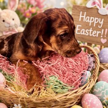 Mixed Breed Dogs Available for Adoption in Fredericksburg, Virginia - Mark Sloan | PetCurious