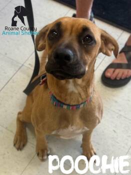 Pit Bull Terrier Dogs Available for Adoption - Poochie | PetCurious