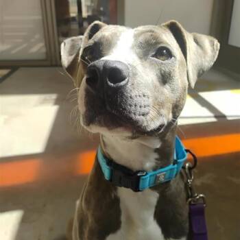 Moonpie -  Mixed Breed Dog for Adoption in Bentonville, Arkansas - Moonpie | PetCurious