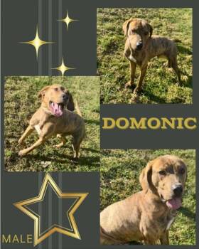 Rescue Mixed Breed Dogs for Adoption in Blountville, Tennessee - Dominic | PetCurious