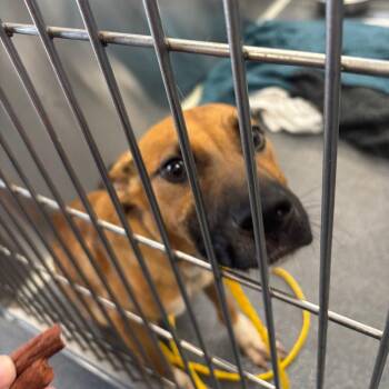 Aries -  Shepherd and Mixed Breed Dog for Adoption in Montgomery, Alabama - Aries | PetCurious