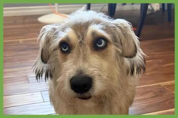 Bossco -  Terrier and Siberian Husky Dog for Adoption in Amherst, Massachusetts - Bossco | PetCurious