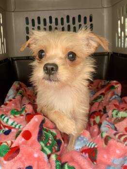 Yorkshire Terrier Dogs Available for Adoption - Chloe  | PetCurious