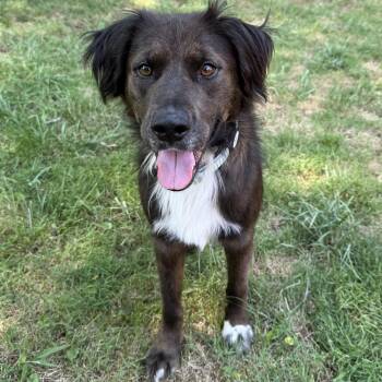 George -  Australian Shepherd and Flat Coated Retriever Dog for Adoption in Chester, South Carolina - George | PetCurious