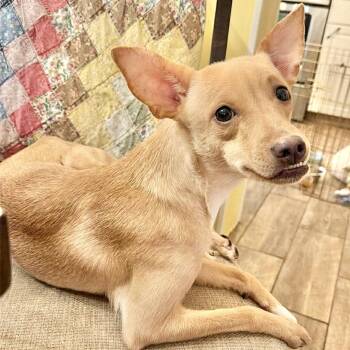 Chihuahua and Whippet Dogs Available for Adoption in Austin, Texas - LaLa | PetCurious