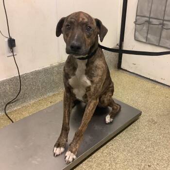 Boy -  American Staffordshire Terrier Dog for Adoption in San Gabriel, California - Boy | PetCurious