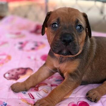 Shania Twain -  Mixed Breed Dog for Adoption in Enterprise, Alabama - Shania Twain | PetCurious