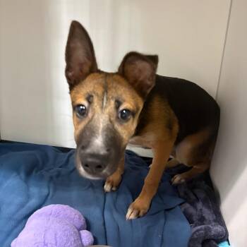 Freya -  Mixed Breed Dog for Adoption in Fulton, Texas - Freya | PetCurious
