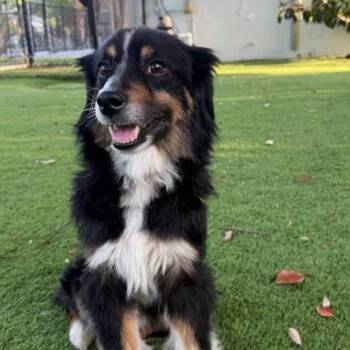 Australian Shepherd Dogs Available for Adoption - Manny | PetCurious