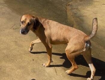 Daroll -  Mixed Breed Dog for Adoption in Ruston, Louisiana - Daroll | PetCurious