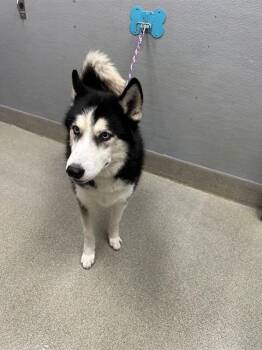 MILES SOLIS -  Siberian Husky Dog for Adoption in Las Vegas, Nevada - MILES SOLIS | PetCurious