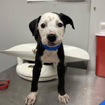 Mixed Breed Dogs Available for Adoption - Cheeseburger | PetCurious