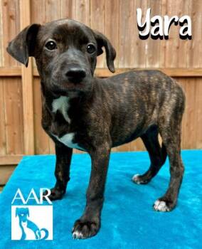 Yara -  Plott Hound and Mixed Breed Dog for Adoption in Magnolia, Texas - Yara | PetCurious