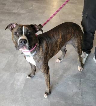 Rescue American Staffordshire Terrier Dogs for Adoption in Lisbon, Ohio - Taco | PetCurious