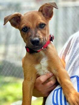 Gelato -  Black Mouth Cur Dog for Adoption in Bedford Hills, New York - Gelato | PetCurious
