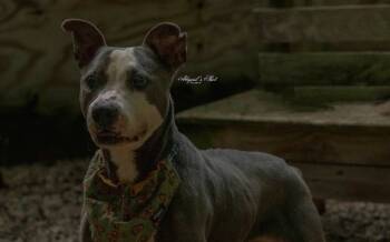 Rescue Terrier and Mixed Breed Dogs for Adoption in Fennville, Michigan - Sugar | PetCurious