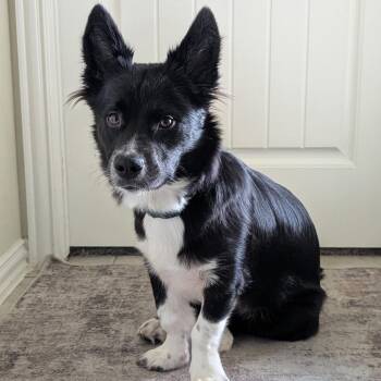 Millie -  Border Collie Dog for Adoption in West Jordan, Utah - Millie | PetCurious