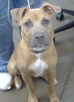 SAPPHIRE -  Mixed Breed Dog for Adoption in Dallas, Texas - SAPPHIRE | PetCurious