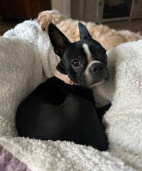 Boston Terrier Dogs Available for Adoption in Portland, Oregon - Vienna - Phoenix Area | PetCurious
