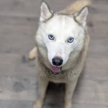 Zelda -  Husky and Mixed Breed Dog for Adoption in Brownsboro, Alabama - Zelda | PetCurious