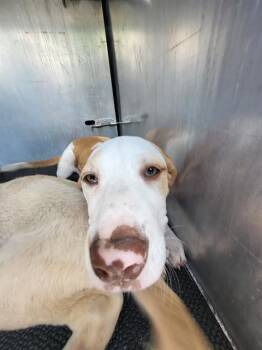 FUNNEL CAKE -  Labrador Retriever Dog for Adoption in San Antonio, Texas - FUNNEL CAKE | PetCurious