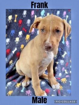 Rescue Mountain Cur Dogs for Adoption in Manchester, Connecticut - Frank | PetCurious