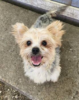 Bonnie -  Yorkshire Terrier Dog for Adoption in Liberty Center, Ohio - Bonnie | PetCurious