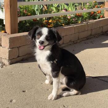 Echo -  Chihuahua and Papillon Dog for Adoption in Chicago, Illinois - Echo | PetCurious
