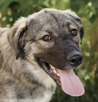 Justice -  Norwegian Elkhound and Great Pyrenees Dog for Adoption in Nashville, Tennessee - Justice | PetCurious