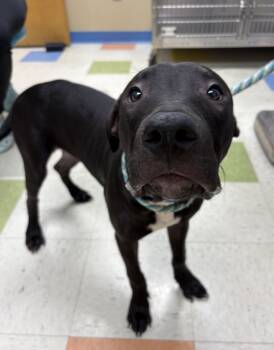 Rescue Pit Bull Terrier Dogs for Adoption in Sioux City, Iowa - Seacat | PetCurious