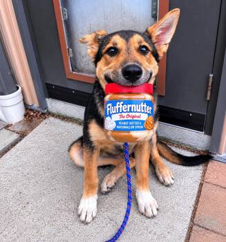 Shepherd and Husky Dogs Available for Adoption in Pembroke, Massachusetts - Fluff-a-nutter | PetCurious