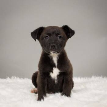 Husky and Australian Shepherd Dogs Available for Adoption in Minneapolis, Minnesota - Sunshine | PetCurious