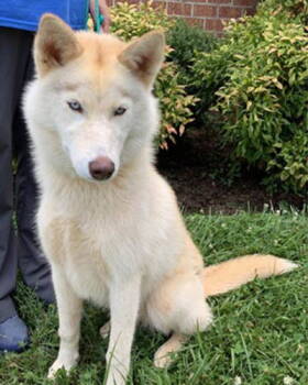 Rescue Husky Dogs for Adoption in Mount Laurel Township, New Jersey - Husky, Husky | PetCurious
