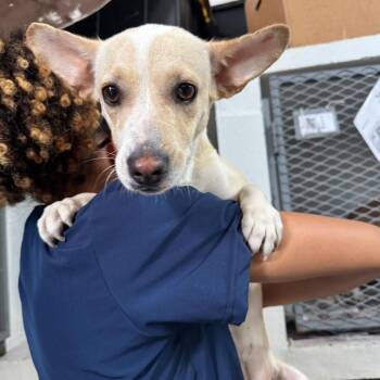 Beauty -  Mixed Breed Dog for Adoption in Guaynabo, Guaynabo - Beauty | PetCurious