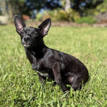 Folly -  Chihuahua and Mixed Breed Dog for Adoption in Keaau, Hawaii - Folly | PetCurious