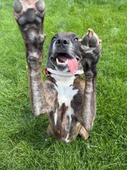 Rescue Mixed Breed Dogs for Adoption in Munster, Indiana - Daryl | PetCurious
