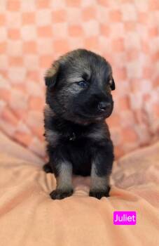 Shepherd and Pit Bull Terrier Dogs Available for Adoption in Duluth, Minnesota - Juliet | PetCurious