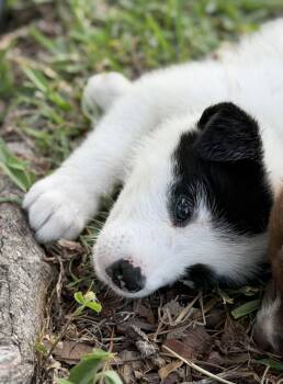 Stevie -  Labrador Retriever Dog for Adoption in West Palm Beach, Florida - Stevie | PetCurious
