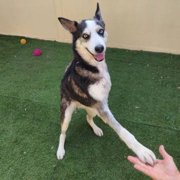Rescue Husky and Mixed Breed Dogs for Adoption in Austin, Texas - Haku JuM* | PetCurious