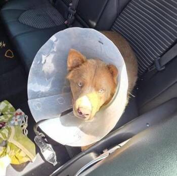 BINGO -  Chow Chow Dog for Adoption in San Antonio, Texas - BINGO | PetCurious