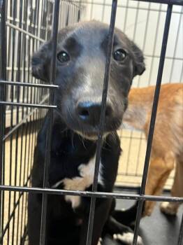 German Shepherd Dog and Mixed Breed Dogs Available for Adoption in Albuquerque, New Mexico - BILLIE | PetCurious