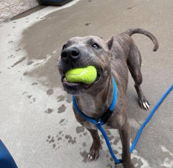 Pit Bull Terrier Dogs Available for Adoption - VOLLEY | PetCurious