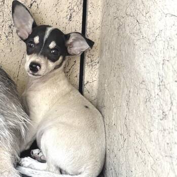 Carl -  Chihuahua and Terrier Dog for Adoption in Eureka, California - Carl | PetCurious