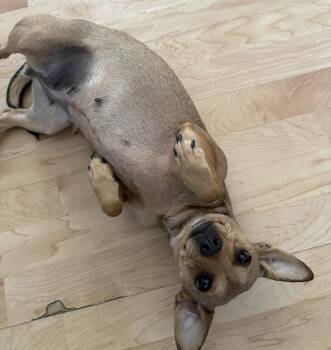 Chihuahua Dogs Available for Adoption in Mundelein, Illinois - Mary Puppins | PetCurious